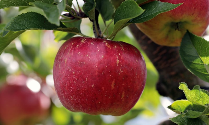 Healthy Fruits